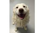 Adopt Mixed Media a Australian Shepherd / Mixed dog in Topeka, KS (41561457)