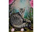 Adopt Petunia a Brown Tabby American Shorthair (short coat) cat in West Palm