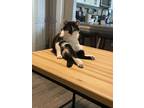 Adopt Ginger a Black & White or Tuxedo American Shorthair / Mixed (short coat)