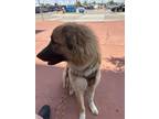 Adopt Mo-Town a Tan/Yellow/Fawn - with White German Shepherd Dog / Great