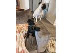 Adopt Oscar and Felix a Black - with Tan, Yellow or Fawn Shih Poo / Pug / Mixed