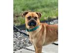 Adopt Bosco a Tan/Yellow/Fawn Pug dog in Kelowna, BC (41561315)