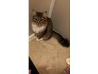 Adopt Mytique a Black (Mostly) Domestic Longhair / Mixed (medium coat) cat in