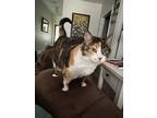 Adopt Callie a Black & White or Tuxedo American Shorthair / Mixed (short coat)