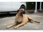 Adopt Joji a Tan/Yellow/Fawn - with White Boxer / Husky / Mixed dog in Fort