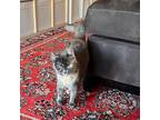 Adopt Mickey a Tortoiseshell American Shorthair (short coat) cat in New York