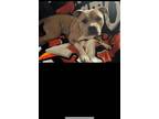 Adopt Gianna a Tan/Yellow/Fawn American Pit Bull Terrier / Mixed dog in San