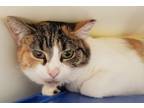 Adopt Cali a Brown Tabby Domestic Shorthair / Mixed Breed (Medium) / Mixed