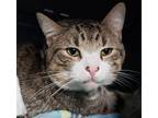 Adopt Bonus a Brown Tabby Domestic Shorthair / Mixed Breed (Medium) / Mixed