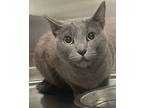 Adopt Blue Diamond a Gray or Blue Domestic Shorthair / Mixed Breed (Medium) /