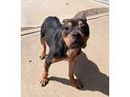Adopt Skyla a Black American Pit Bull Terrier / Mixed Breed (Medium) / Mixed