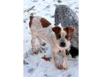 Adopt Max a Brindle Australian Cattle Dog / Mixed Breed (Medium) / Mixed (short