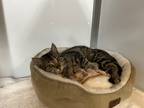 Adopt Snap Pea a Domestic Shorthair / Mixed (short coat) cat in Raleigh