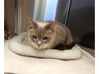 Adopt Magoo a Gray or Blue Domestic Shorthair (short coat) cat in Mesquite