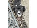 Adopt Smith a Black - with White Shih Tzu / Bichon Frise / Mixed dog in