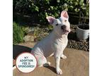 Adopt Tilda - In Foster a American Pit Bull Terrier / Mixed dog in Birdsboro