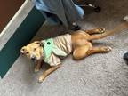 Adopt Koala - In Foster a American Pit Bull Terrier / Mixed dog in Birdsboro