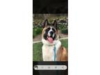 Adopt Odin a Tricolor (Tan/Brown & Black & White) Akita / Akita / Mixed dog in