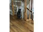Adopt Stoney a Gray or Blue Russian Blue / Mixed (medium coat) cat in Staten