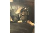 Adopt Nikita CP a Brown/Chocolate - with Black Husky / Mixed Breed (Large) /