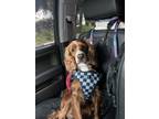 Adopt Milo a Red/Golden/Orange/Chestnut Cocker Spaniel / Mixed dog in Los