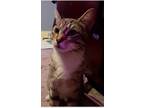 Adopt Blueberry a Tan or Fawn Tabby Domestic Shorthair (short coat) cat in