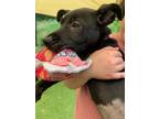 Adopt Skye a Black - with White German Shepherd Dog / Labrador Retriever / Mixed