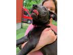 Adopt Sailor a Black - with White German Shepherd Dog / Labrador Retriever /