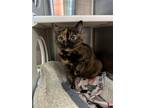 Adopt Brunhilda a Tortoiseshell Domestic Shorthair / Mixed (short coat) cat in
