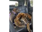 Adopt Hoss a Brindle Great Pyrenees / Mixed dog in Jennings, FL (41560929)