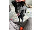 Adopt Gobi a Black - with White German Shepherd Dog / Labrador Retriever / Mixed