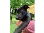 Adopt Scout a Black - with White German Shepherd Dog / Labrador Retriever /