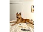 Adopt Happy a Red/Golden/Orange/Chestnut Alaskan Klee Kai / Pomeranian / Mixed