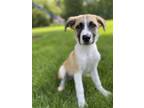 Adopt Ziggy a Tricolor (Tan/Brown & Black & White) Anatolian Shepherd / Jack