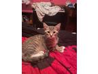 Adopt Chris, Kiwi, Lola, & Tom a Brown Tabby Domestic Shorthair (short coat) cat