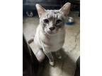 Adopt Little Man a Cream or Ivory Siamese (short coat) cat in Anchorage