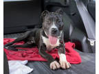 Adopt Dagwood a Black Mixed Breed (Small) / Mixed Breed (Medium) / Mixed (short