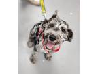 Adopt Dutchess a Black Poodle (Standard) / Mixed Breed (Medium) / Mixed (short