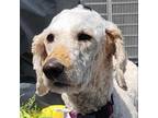 Adopt SUMMER a White - with Tan, Yellow or Fawn Poodle (Standard) / Mixed dog in