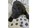 Adopt Bailey's Babies a Black Goldendoodle / Goldendoodle / Mixed dog in Bowling