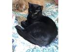 Adopt Twinkle a All Black Domestic Shorthair (short coat) cat in Anchorage