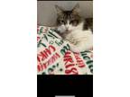 Adopt Scoots a Spotted Tabby/Leopard Spotted Tabby / Mixed (long coat) cat in
