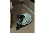 Adopt Luna a Black - with White Retriever (Unknown Type) / American Pit Bull