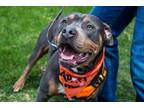 Adopt Doc a Brown/Chocolate American Pit Bull Terrier / Mixed dog in Broomfield