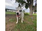 Adopt Amelia Bedelia a White - with Black Staffordshire Bull Terrier / Mixed dog
