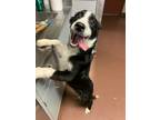 Adopt Nemo a Border Collie / Mixed dog in Oakland, CA (41560817)