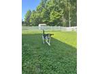 Adopt Jordan a Black - with White Treeing Walker Coonhound / Hound (Unknown