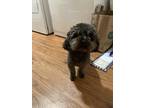 Adopt Frodo a Black Poodle (Toy or Tea Cup) / Mixed dog in Chattanooga