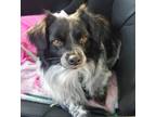 Adopt Max a Black - with White Mutt / Mutt / Mixed dog in Houston, TX (40976383)