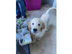 Adopt Charlie a White - with Red, Golden, Orange or Chestnut Golden Retriever /
